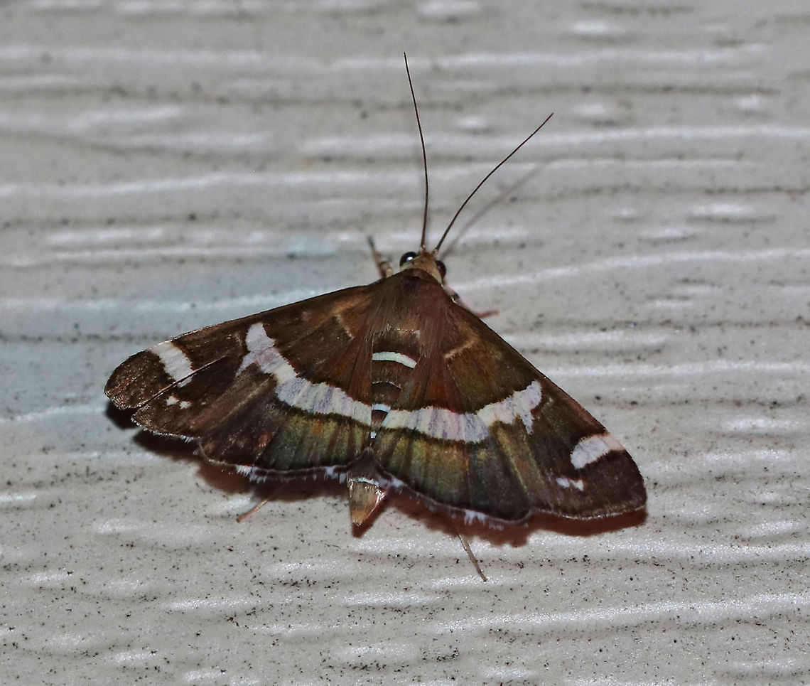 Hawaiian Beet Webworm Moth- Spoladea recurvalis Habitat: Attracted to a 395 nm LED light in a semi-rural area Geotagged,Hawaiian Beet Webworm,Spoladea recurvalis,Summer,United States,moth,moth week 2019