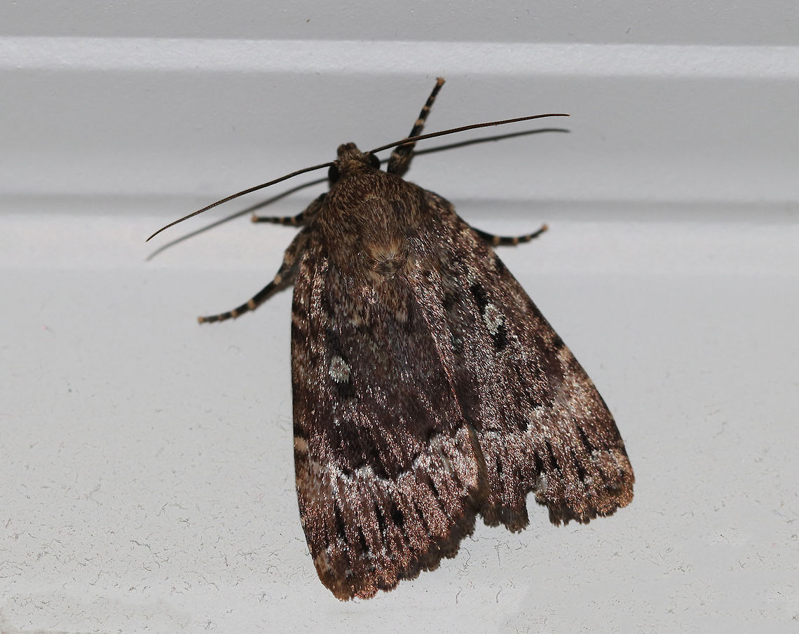 Copper Underwing - Amphipyra pyramidoides TL: ~25 mm.  Shiny, grayish brown FW peppered with light brown, hair-like scales. Elliptical orbicular spot is outlined with white. Legs have black and white bands. Hosts: Trees and vines, such as birch, elm, oak, and Virginia creeper.<br />
<br />
Habitat: Attracted to a 395 nm LED light in a semi-rural area  Amphipyra pyramidoides,Copper Underwing,Geotagged,Summer,United States,moth,moth week 2019