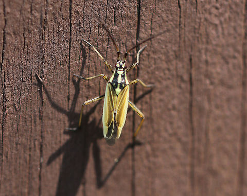 Meadow Plant Bug - Leptopterna dolabrata TL: ~ 8 mm. Black setae on A1.

Habitat: Forest edge Geotagged,Leptopterna dolabrata,Spring,United States,but,meadow plant bug