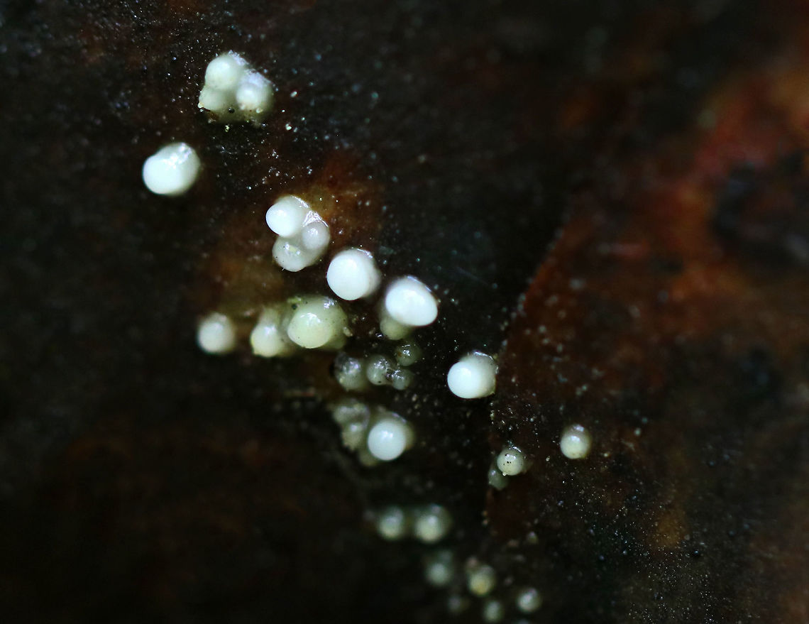 Leucogloea compressa A beautiful and tiny example of Fungi Imperfecti, which are fungi for which a sexually reproductive stage of the life cycle has not been found. They are anamorphs and have only an asexual reproductive stage, lacking the teleomorph (fruiting body/sexual reproductive stage). Resembling a slime mold, they form small grayish white cushions on dead hardwood. Sizes ranged from 1-3 mm.<br />
<br />
Habitat: Rotting log Fungi Imperfecti,Geotagged,Helicogloea compressa,Leucogloea,Spring,United States