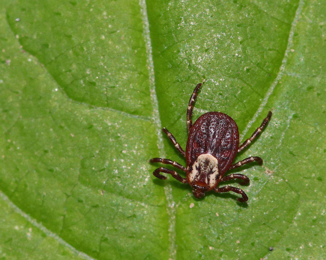 American Dog Tick (Female) - Dermacentor variabilis Female American Dog Ticks are reddish-brown and have a white or yellowish pattern on their scutum.<br />
<br />
Habitat: Spotted on the side of a hiking trail<br />
<br />
Notes: Dog ticks are frequently found in areas with little or no tree cover, such as in fields and along trails. They feed on a variety of hosts, including mice, raccoons, cats, dogs, deer, and humans. The nymphs and adults can transmit diseases, such as Rocky Mountain Spotted Fever and Tularemia, but they are not competent vectors of Lyme Disease. They can survive for up to 2 years at any given stage if no host is found. American dog tick,Dermacentor variabilis,Geotagged,Spring,United States,dog tick,tick