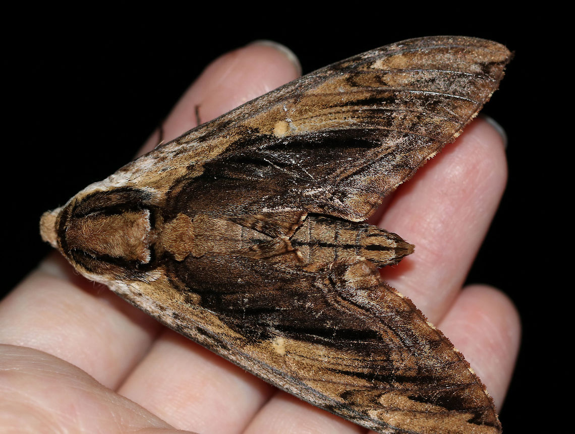 Elm Sphinx - Ceratomia amyntor TL: ~60 mm. Brown FW streaked with olive in median area. Black dashes from base to apex. White, bar-shaped reniform spot. Hosts: Elm, birch, cherry, and basswood.<br />
<br />
Habitat: Attracted to a 395 nm LED light in a semi-rural area<br />
<figure class="photo"><a href="https://www.jungledragon.com/image/82388/elm_sphinx_-_ceratomia_amyntor.html" title="Elm Sphinx - Ceratomia amyntor"><img src="https://s3.amazonaws.com/media.jungledragon.com/images/3232/82388_thumb.jpg?AWSAccessKeyId=05GMT0V3GWVNE7GGM1R2&Expires=1767225610&Signature=jofx6qhBAHS4GVGEWZEp39wh%2FXI%3D" width="200" height="158" alt="Elm Sphinx - Ceratomia amyntor TL: ~60 mm. Brown FW streaked with olive in median area. Black dashes from base to apex. White, bar-shaped reniform spot. Hosts: Elm, birch, cherry, and basswood.<br />
<br />
Habitat: Attracted to a 395 nm LED light in a semi-rural area<br />
https://www.jungledragon.com/image/82387/elm_sphinx_-_ceratomia_amyntor.html Ceratomia amyntor,Elm sphinx,Geotagged,Summer,United States,moth,moth week 2019" /></a></figure> Ceratomia amyntor,Elm sphinx,Geotagged,Summer,United States,moth,moth week 2019