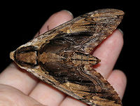Elm Sphinx - Ceratomia amyntor TL: ~60 mm. Brown FW streaked with olive in median area. Black dashes from base to apex. White, bar-shaped reniform spot. Hosts: Elm, birch, cherry, and basswood.<br />
<br />
Habitat: Attracted to a 395 nm LED light in a semi-rural area<br />
https://www.jungledragon.com/image/82388/elm_sphinx_-_ceratomia_amyntor.html Ceratomia amyntor,Elm sphinx,Geotagged,Summer,United States,moth,moth week 2019