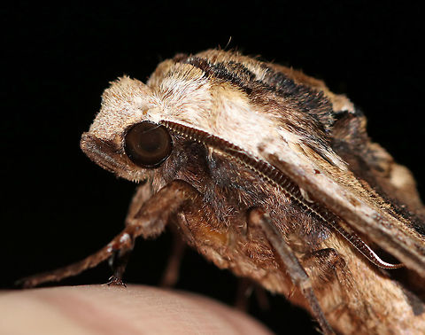 Elm Sphinx - Ceratomia amyntor TL: ~60 mm. Brown FW streaked with olive in median area. Black dashes from base to apex. White, bar-shaped reniform spot. Hosts: Elm, birch, cherry, and basswood.

Habitat: Attracted to a 395 nm LED light in a semi-rural area
https://www.jungledragon.com/image/82387/elm_sphinx_-_ceratomia_amyntor.html Ceratomia amyntor,Elm sphinx,Geotagged,Summer,United States,moth,moth week 2019