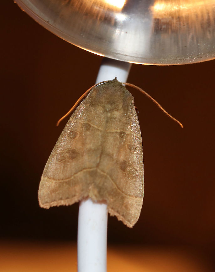 Even-lined Sallow - Ipimorpha pleonectusa TL: ~20 mm. Pale brown FW that was tinge olive green. Slightly darker claviform, orbicular, and reniform spots. Thorax has dorsal ridge. Hosts: Aspen, balsam poplar, and willow.<br />
<br />
Habitat: Attracted to a 395 nm LED light in a semi-rural area Geotagged,Ipimorpha pleonectusa,Summer,United States,even-lined sallow,moth,moth week 2019