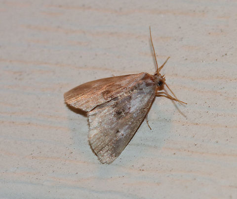 Black-patched Graylet Moth - Hyperstrotia secta TL: ~8 mm. Silvery gray FW with white-edged AM and PM lines. Inner median area has dark patch. Hosts: Red oak and white oak.

Habitat: Attracted to a 395 nm LED light in a semi-rural area Black-patched Graylet Moth,Geotagged,Hyperstrotia secta,Summer,United States,moth,moth week 2019