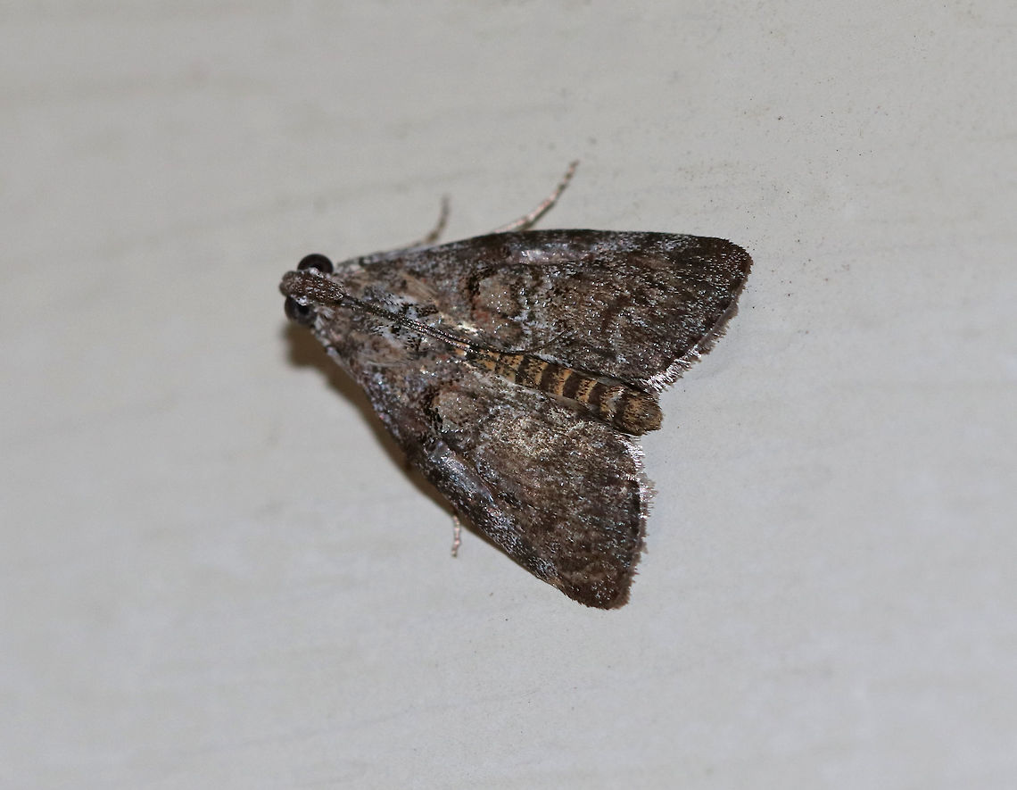Unidentified Moth - Pococera sp. Habitat: Attracted to a 395 nm LED light in a semi-rural area Geotagged,Pococera,Summer,United States,moth,moth week 2019