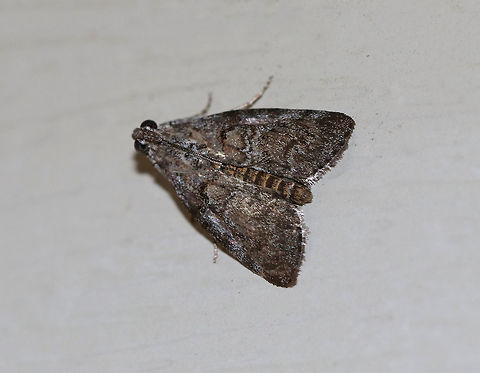 Unidentified Moth - Pococera sp. Habitat: Attracted to a 395 nm LED light in a semi-rural area Geotagged,Pococera,Summer,United States,moth,moth week 2019