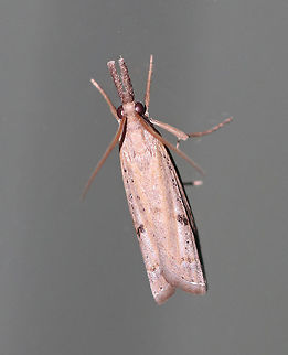 Unidentified Moth - Family Crambidae, Neodactria sp.? Habitat: Attracted to a 395 nm LED light in a semi-rural area Geotagged,Summer,United States,moth,moth week 2019
