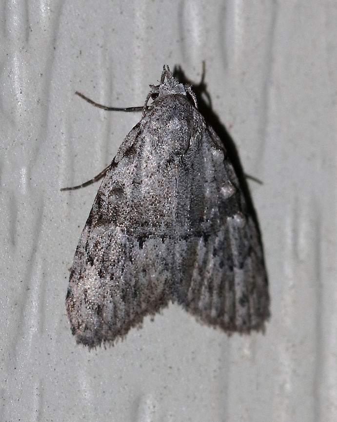 Confused Meganola - Meganola minuscula TL: ~10 mm. Gray FW with dark spots along costa. Three tufts of raised scales extend parallel to the costa.  Hosts: Oak and willow.<br />
<br />
Habitat: Attracted to a 395 nm LED light in a semi-rural area Geotagged,Meganola minuscula,Summer,United States,confused meganola,moth,moth week 2019