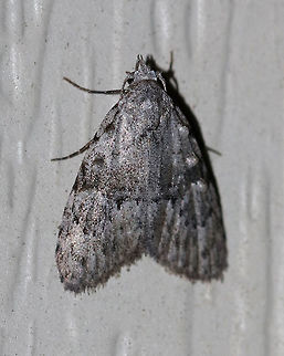 Confused Meganola - Meganola minuscula TL: ~10 mm. Gray FW with dark spots along costa. Three tufts of raised scales extend parallel to the costa.  Hosts: Oak and willow.

Habitat: Attracted to a 395 nm LED light in a semi-rural area Geotagged,Meganola minuscula,Summer,United States,confused meganola,moth,moth week 2019