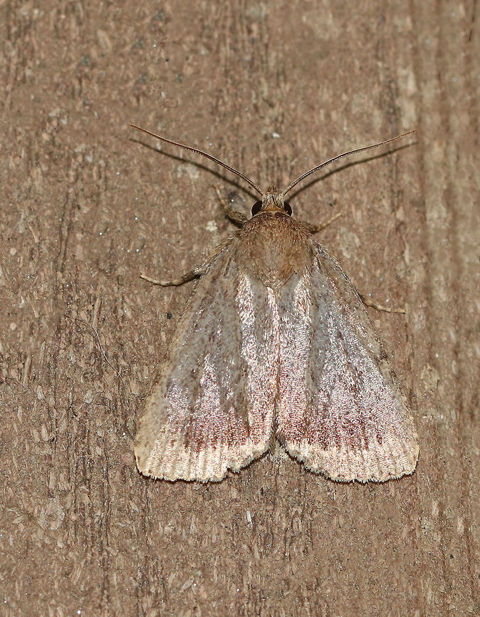 Amphipyra glabella - Smooth Amphipyra Habitat: Attracted to a 395 nm LED light in a semi-rural area Amphipyra glabella,Geotagged,Summer,United States,moth,moth week 2019