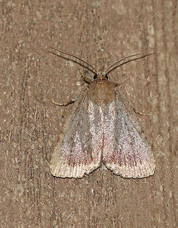 Amphipyra glabella - Smooth Amphipyra Habitat: Attracted to a 395 nm LED light in a semi-rural area Amphipyra glabella,Geotagged,Summer,United States,moth,moth week 2019