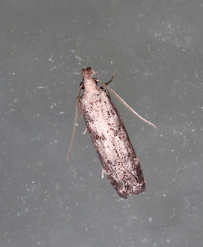 Inverse Dichomeris - Dichomeris inversella TL: ~8 mm. Peppery/silvery gray FW with faint darker bands. Host: Possibly Hickory.<br />
<br />
Habitat: Attracted to a 395 nm LED light in a semi-rural area Dichomeris inversella,Geotagged,Summer,United States,moth,moth week 2019