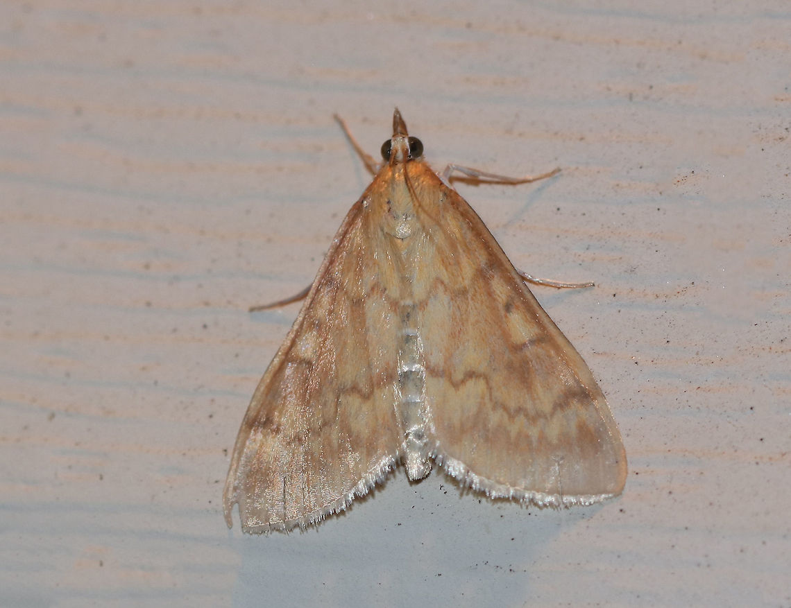 European Corn Borer - Ostrinia nubilalis <br />
Length: 15 mm. This species is sexually dimorphic. <br />
<br />
Habitat: Attracted to an LED light (395 nm) in a semi-rural area European corn borer,Geotagged,Ostrinia nubilalis,Summer,United States,moth,moth week 2019