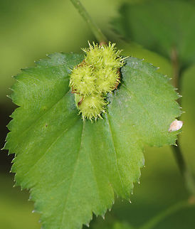 Dasineura crataegibedeguar Galls on Hawthorn (Crataegus sp.) Habitat: Deciduous forest Crataegus,Dasineura,Dasineura crataegibedeguar,Geotagged,Spring,United States,gall midge,galls,hawthorn
