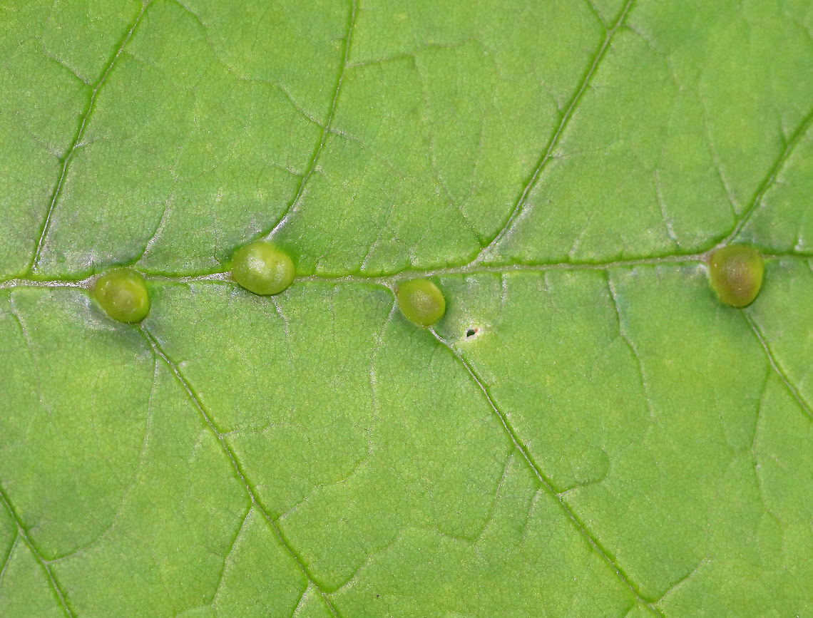 Ash Bullet Gall Midge - Dasineura pellex Small green galls (~5 mm) on the upperside of Ash (Fraxinus sp.) leaflets along the veins. <br />
<br />
Habitat: Ash tree in a deciduous forest Ash bullet gall midge,Dasineura pellex,Geotagged,Spring,United States,ash,ash galls,fraxinus,gall,gall midge,galls