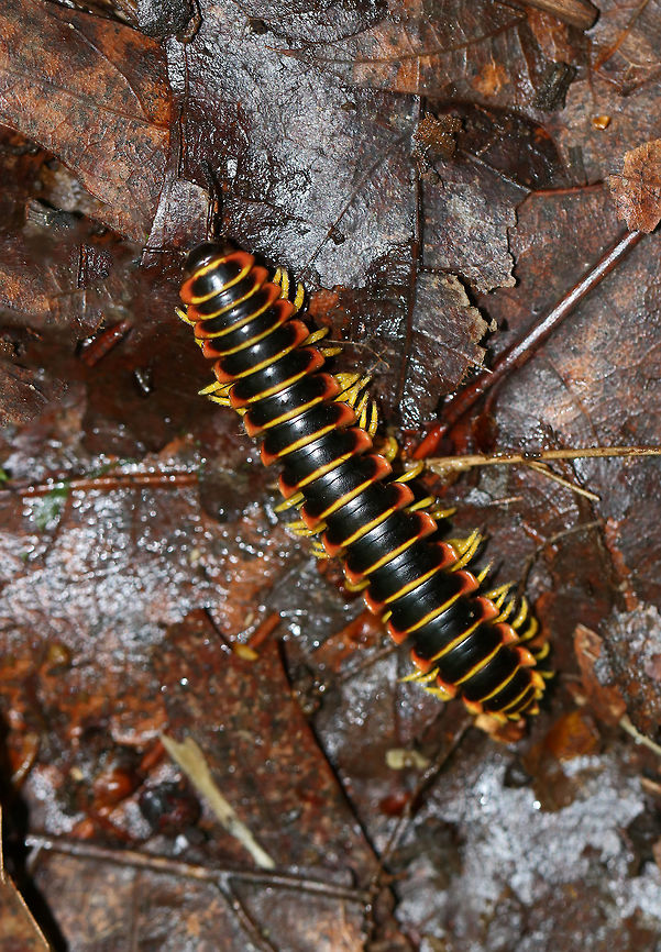 Flat-backed Millipede - Apheloria virginiensis The bright colors exhibited by this species are a warning signal that they secrete cyanide as a defense mechanism. Cyanide is poisonous and can cause extreme irritation if rubbed in the eyes. The millipedes don&#039;t contain a massively powerful amount of cyanide and they do not bite, but nevertheless it is recommended that they not be touched or handled in any way for this reason. <br />
<br />
Habitat: Deciduous forest Apheloria,Apheloria virginiensis,Flat-backed Millipede,Geotagged,Spring,United States,millipede