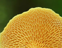 Hexagonal-pored Polypore - Neofavolus alveolaris Small mushrooms with fan-shaped fruiting bodies. Upper surface was orange and slightly scaly. Pale orange pores were diamond-shaped/honeycombed. Short, stubby stem. <br />
<br />
Habitat: Spotted growing on dead wood in a deciduous forest.<br />
https://www.jungledragon.com/image/82460/hexagonal-pored_polypore_-_neofavolus_alveolaris.html Geotagged,Hexagonal-pored polypore,Neofavolus alveolaris,Spring,United States