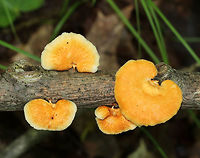 Hexagonal-pored Polypore - Neofavolus alveolaris Small mushrooms with fan-shaped fruiting bodies. Upper surface was orange and slightly scaly. Pale orange pores were diamond-shaped/honeycombed. Short, stubby stem. <br />
<br />
Habitat: Spotted growing on dead wood in a deciduous forest.<br />
https://www.jungledragon.com/image/82459/hexagonal-pored_polypore_-_neofavolus_alveolaris.html Geotagged,Hexagonal-pored polypore,Neofavolus alveolaris,Spring,United States