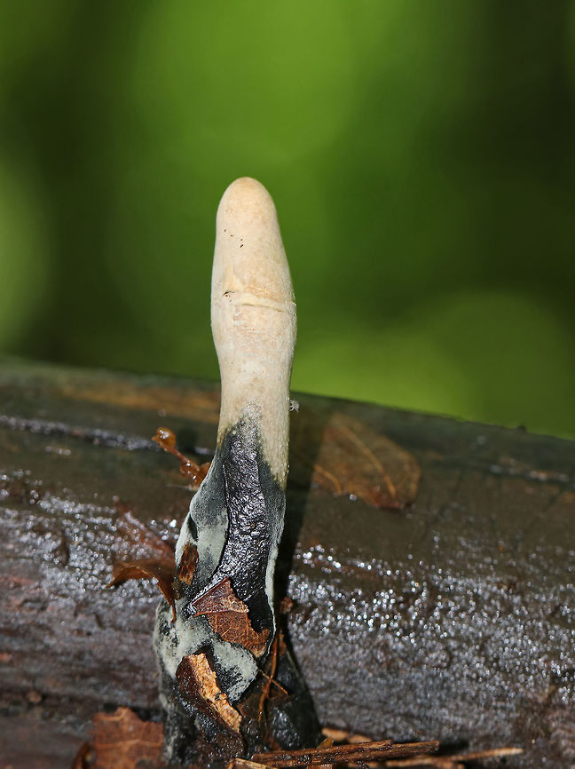 Dead Man's Fingers - Xylaria polymorpha Dead Man's Fingers with white tips (coating of asexual spores). As they mature, they will darken and turn black.  <br />
<br />
Habitat: Growing in clusters on rotten wood in a deciduous forest. <br />
<figure class="photo"><a href="https://www.jungledragon.com/image/82463/dead_mans_fingers_-_xylaria_polymorpha.html" title="Dead Man's Fingers - Xylaria polymorpha"><img src="https://s3.amazonaws.com/media.jungledragon.com/images/3232/82463_thumb.jpg?AWSAccessKeyId=05GMT0V3GWVNE7GGM1R2&Expires=1769040010&Signature=PeZ47NTRXZz%2F7Iq3lSjD76GhUwc%3D" width="200" height="196" alt="Dead Man's Fingers - Xylaria polymorpha Dead Man's Fingers with white tips (coating of asexual spores). As they mature, they will darken and turn black. <br />
<br />
Habitat: Growing in clusters on rotten wood in a deciduous forest.<br />
https://www.jungledragon.com/image/82461/dead_mans_fingers_-_xylaria_polymorpha.html<br />
https://www.jungledragon.com/image/82462/dead_mans_fingers_-_xylaria_polymorpha.html Dead Man's Fingers,Geotagged,Spring,United States,Xylaria polymorpha" /></a></figure><br />
<figure class="photo"><a href="https://www.jungledragon.com/image/82462/dead_mans_fingers_-_xylaria_polymorpha.html" title="Dead Man's Fingers - Xylaria polymorpha"><img src="https://s3.amazonaws.com/media.jungledragon.com/images/3232/82462_thumb.jpg?AWSAccessKeyId=05GMT0V3GWVNE7GGM1R2&Expires=1769040010&Signature=7N62mF7WH%2BQvI7iCBrU8%2Bpxoy3E%3D" width="112" height="152" alt="Dead Man's Fingers - Xylaria polymorpha Dead Man's Fingers with white tips (coating of asexual spores). As they mature, they will darken and turn black. <br />
<br />
Habitat: Growing in clusters on rotten wood in a deciduous forest.<br />
https://www.jungledragon.com/image/82461/dead_mans_fingers_-_xylaria_polymorpha.html<br />
https://www.jungledragon.com/image/82463/dead_mans_fingers_-_xylaria_polymorpha.html Dead Man's Fingers,Geotagged,Spring,United States,Xylaria polymorpha" /></a></figure> Geotagged,Spring,United States,Xylaria polymorpha,dead man's fingers,fungus,xylaria