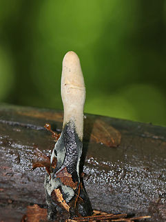 Dead Man's Fingers - Xylaria polymorpha Dead Man's Fingers with white tips (coating of asexual spores). As they mature, they will darken and turn black.  

Habitat: Growing in clusters on rotten wood in a deciduous forest. 
https://www.jungledragon.com/image/82463/dead_mans_fingers_-_xylaria_polymorpha.html
https://www.jungledragon.com/image/82462/dead_mans_fingers_-_xylaria_polymorpha.html Geotagged,Spring,United States,Xylaria polymorpha,dead man's fingers,fungus,xylaria