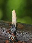 Dead Man's Fingers - Xylaria polymorpha Dead Man's Fingers with white tips (coating of asexual spores). As they mature, they will darken and turn black.  <br />
<br />
Habitat: Growing in clusters on rotten wood in a deciduous forest. <br />
https://www.jungledragon.com/image/82463/dead_mans_fingers_-_xylaria_polymorpha.html<br />
https://www.jungledragon.com/image/82462/dead_mans_fingers_-_xylaria_polymorpha.html Geotagged,Spring,United States,Xylaria polymorpha,dead man's fingers,fungus,xylaria