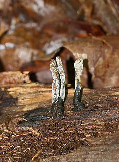 Dead Man's Fingers - Xylaria polymorpha Dead Man's Fingers with white tips (coating of asexual spores). As they mature, they will darken and turn black. 

Habitat: Growing in clusters on rotten wood in a deciduous forest.
https://www.jungledragon.com/image/82461/dead_mans_fingers_-_xylaria_polymorpha.html
https://www.jungledragon.com/image/82463/dead_mans_fingers_-_xylaria_polymorpha.html Dead Man's Fingers,Geotagged,Spring,United States,Xylaria polymorpha