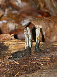 Dead Man's Fingers - Xylaria polymorpha Dead Man's Fingers with white tips (coating of asexual spores). As they mature, they will darken and turn black. <br />
<br />
Habitat: Growing in clusters on rotten wood in a deciduous forest.<br />
https://www.jungledragon.com/image/82461/dead_mans_fingers_-_xylaria_polymorpha.html<br />
https://www.jungledragon.com/image/82463/dead_mans_fingers_-_xylaria_polymorpha.html Dead Man's Fingers,Geotagged,Spring,United States,Xylaria polymorpha