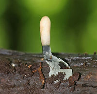 Dead Man's Fingers - Xylaria polymorpha Dead Man's Fingers with white tips (coating of asexual spores). As they mature, they will darken and turn black. <br />
<br />
Habitat: Growing in clusters on rotten wood in a deciduous forest.<br />
https://www.jungledragon.com/image/82461/dead_mans_fingers_-_xylaria_polymorpha.html<br />
https://www.jungledragon.com/image/82462/dead_mans_fingers_-_xylaria_polymorpha.html Dead Man's Fingers,Geotagged,Spring,United States,Xylaria polymorpha