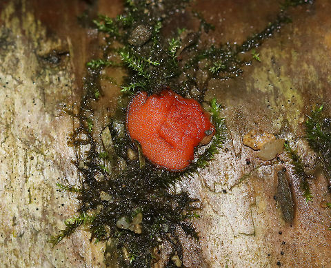 Eyelash Cup - Scutellinia sp. Tiny, stalkless, reddish orange cup fungi that were 3-5 mm in size. The outer edges of the fruiting bodies were covered with a fringe of long, dark hairs that resemble eyelashes. 

Habitat: They were growing on rotting birch

*Probably Scutellinia scutellata Geotagged,Scutellinia,Spring,United States,eyelash cup fungus