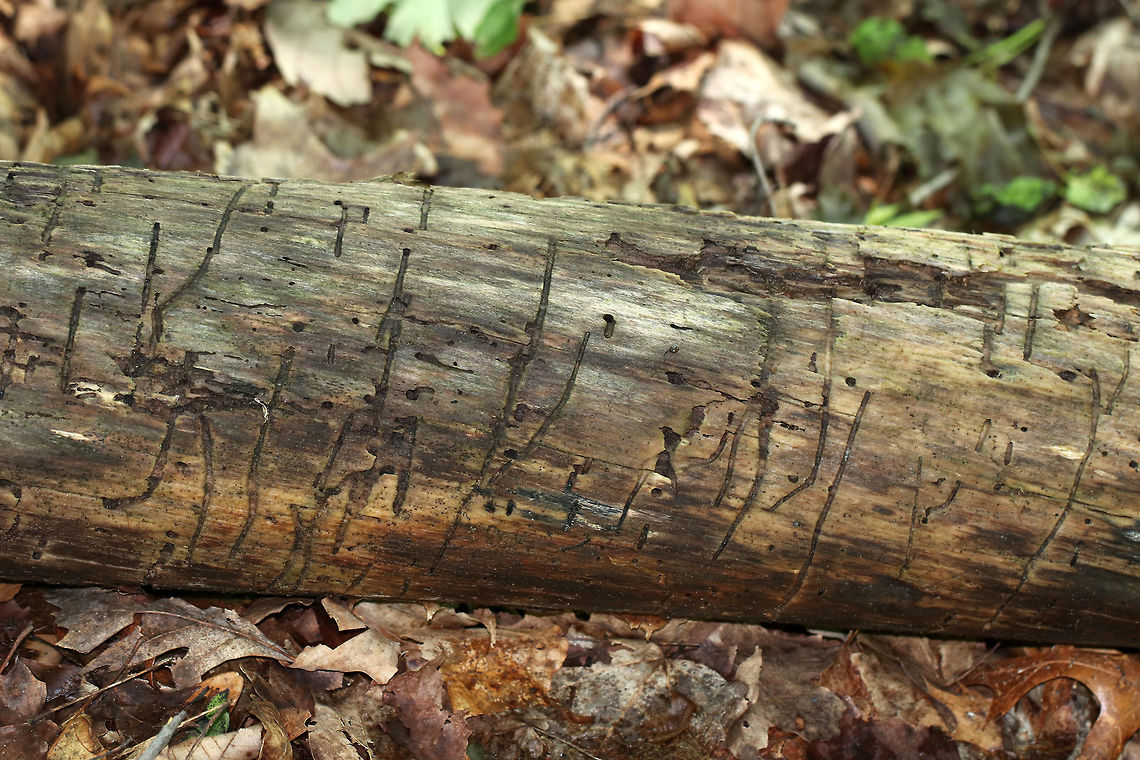 Bark Beetle (Curculionidae) Galleries Bark beetles feed just under the bark of stressed/dying trees. Signs of a bark beetle infestation include straight, horizontal feeding galleries with small circular exit holes.<br />
<br />
Habitat: Deciduous forest Curculionidae,Geotagged,Spring,United States,bark beetle,bark beetle galleries,beetle galleries,galleries,signs of wildlife