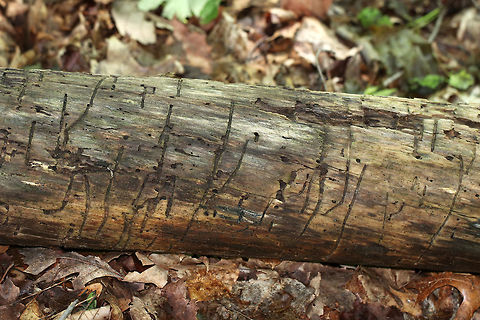 Bark Beetle (Curculionidae) Galleries Bark beetles feed just under the bark of stressed/dying trees. Signs of a bark beetle infestation include straight, horizontal feeding galleries with small circular exit holes.

Habitat: Deciduous forest Curculionidae,Geotagged,Spring,United States,bark beetle,bark beetle galleries,beetle galleries,galleries,signs of wildlife