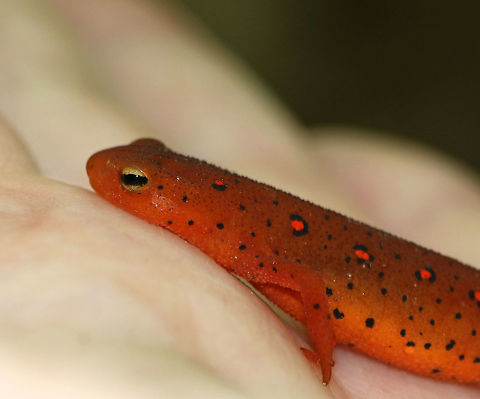 Eastern Newt (Red Eft) - Notophthalmus viridescens Red efts have bright orange aposematic coloring, with darker, reddish spots outlined in black. This stage can last up to 4 years on land, during which time efts may travel far, which ensures outcrossing in the population. Efts eat small insects, snails, and other small arthropods. During winter, they hibernate under logs or rocks.

Habitat: Spotted in a deciduous forest
https://www.jungledragon.com/image/82471/eastern_newt_red_eft_-_notophthalmus_viridescens.html Eastern newt,Geotagged,Notophthalmus viridescens,Salamander,Spring,United States,red eft