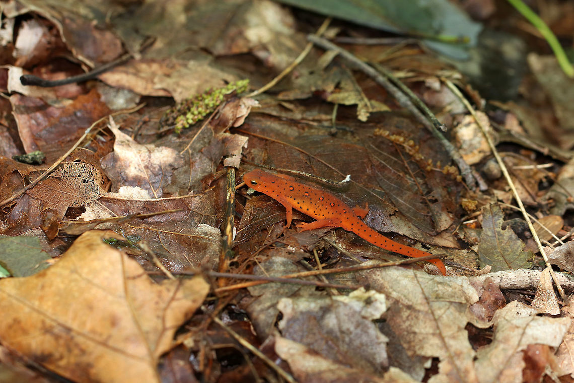 Eastern Newt (Red Eft) - Notophthalmus viridescens Red efts have bright orange aposematic coloring, with darker, reddish spots outlined in black. This stage can last up to 4 years on land, during which time efts may travel far, which ensures outcrossing in the population. Efts eat small insects, snails, and other small arthropods. During winter, they hibernate under logs or rocks.<br />
<br />
Habitat: Spotted in a deciduous forest<br />
<figure class="photo"><a href="https://www.jungledragon.com/image/82470/eastern_newt_red_eft_-_notophthalmus_viridescens.html" title="Eastern Newt (Red Eft) - Notophthalmus viridescens"><img src="https://s3.amazonaws.com/media.jungledragon.com/images/3232/82470_thumb.jpg?AWSAccessKeyId=05GMT0V3GWVNE7GGM1R2&Expires=1770854410&Signature=QS7%2BqcBhk60E1BnjsyKLlA94cDE%3D" width="200" height="168" alt="Eastern Newt (Red Eft) - Notophthalmus viridescens Red efts have bright orange aposematic coloring, with darker, reddish spots outlined in black. This stage can last up to 4 years on land, during which time efts may travel far, which ensures outcrossing in the population. Efts eat small insects, snails, and other small arthropods. During winter, they hibernate under logs or rocks.<br />
<br />
Habitat: Spotted in a deciduous forest<br />
https://www.jungledragon.com/image/82471/eastern_newt_red_eft_-_notophthalmus_viridescens.html Eastern newt,Geotagged,Notophthalmus viridescens,Salamander,Spring,United States,red eft" /></a></figure> Eastern newt,Geotagged,Notophthalmus viridescens,Spring,United States