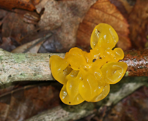 Tremella mesenterica Irregular, gelatinous blobs that were yellow in color. 

Habitat: Rotting hardwood Geotagged,Spring,Tremella mesenterica,United States