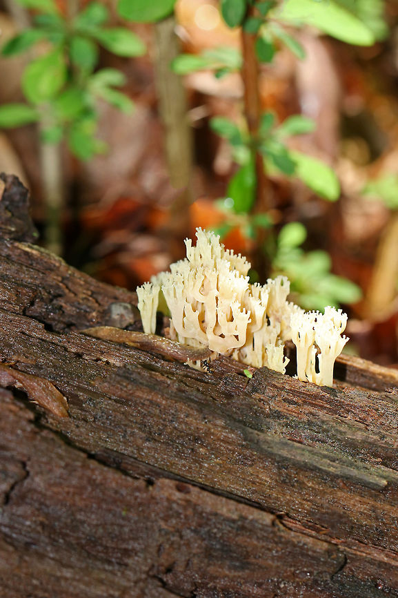 Crown Coral - Artomyces pyxidatus White branches with pink hues; the tips are crowned with a shallow depression and 3-6 points. The entire fruiting body was only about 5 cm wide and smelled faintly of dirty potatoes.<br />
<br />
Habitat: Growing on rotting wood Artomyces pyxidatus,Crown Coral,Geotagged,Spring,United States