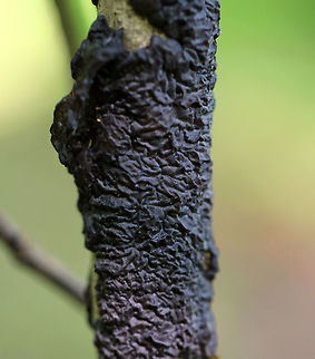 Black Witch's Butter (Exidia glandulosa) Habitat: Growing on a hardwood stick is a deciduous forest Black Witch's Butter,Exidia glandulosa,Geotagged,Spring,United States