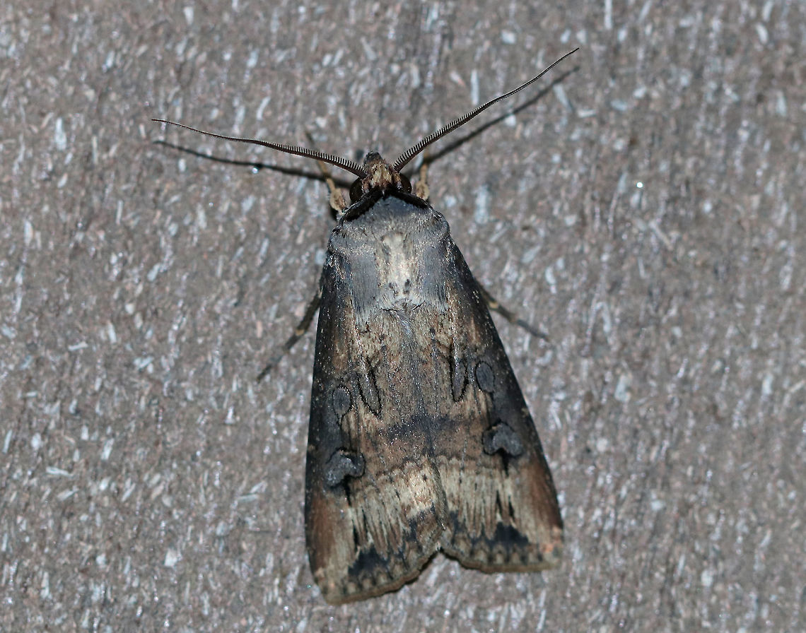 Ipsilon Dart - Agrotis ipsilon TL: ~20 mm. Brownish FW with gray shading. Hosts: Low plants and crops.<br />
<br />
Habitat: Attracted to a light (incandescent and black light) in a semi-rural area. Agrotis ipsilon,Dark sword-grass,Geotagged,Ipsilon dart,Summer,United States,moth