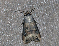 Ipsilon Dart - Agrotis ipsilon TL: ~20 mm. Brownish FW with gray shading. Hosts: Low plants and crops.<br />
<br />
Habitat: Attracted to a light (incandescent and black light) in a semi-rural area. Agrotis ipsilon,Dark sword-grass,Geotagged,Ipsilon dart,Summer,United States,moth