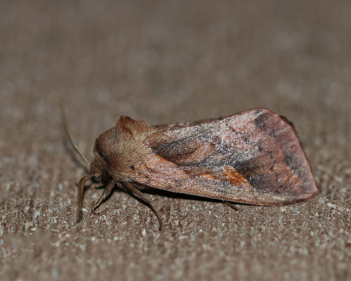 Pickerelweed Borer Moth - Bellura densa Habitat: Attracted to a 395 nm LED light in a semi-rural area Bellura densa,Geotagged,Pickerelweed Borer Moth,Summer,United States,bellura,moth