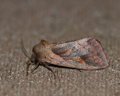 Pickerelweed Borer Moth
