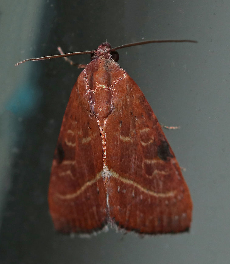 Wedgling Moth (Galgula partita) <br />
Habitat: Attracted to a 395 nm LED light in a semi-rural area Galgula partita,Geotagged,Moth,Summer,United States,Wedgling Moth
