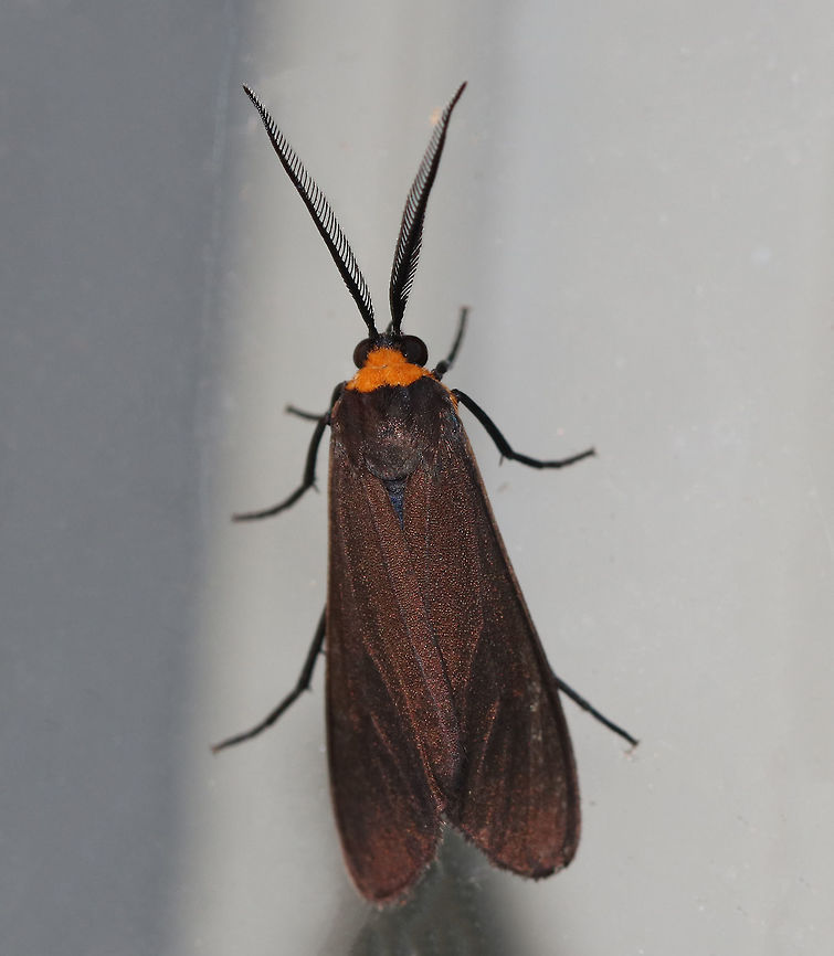 Orange-collared Scape Moth (Cisseps fulvicollis) <br />
TL: ~15 mm. Narrow, brown FW with yellow streak that extends along basal half of costa. Orange collar on thorax. Hosts: Grass, lichen, and spike-rush.<br />
<br />
Habitat: Attracted to a 395 nm LED light in a semi-rural area Cisseps fulvicollis,Geotagged,Moth,Orange-collared Scape Moth,Summer,United States