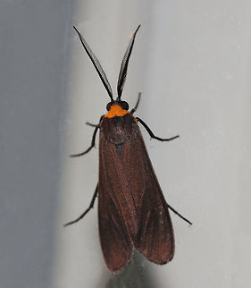 Orange-collared Scape Moth (Cisseps fulvicollis) 
TL: ~15 mm. Narrow, brown FW with yellow streak that extends along basal half of costa. Orange collar on thorax. Hosts: Grass, lichen, and spike-rush.

Habitat: Attracted to a 395 nm LED light in a semi-rural area Cisseps fulvicollis,Geotagged,Moth,Orange-collared Scape Moth,Summer,United States