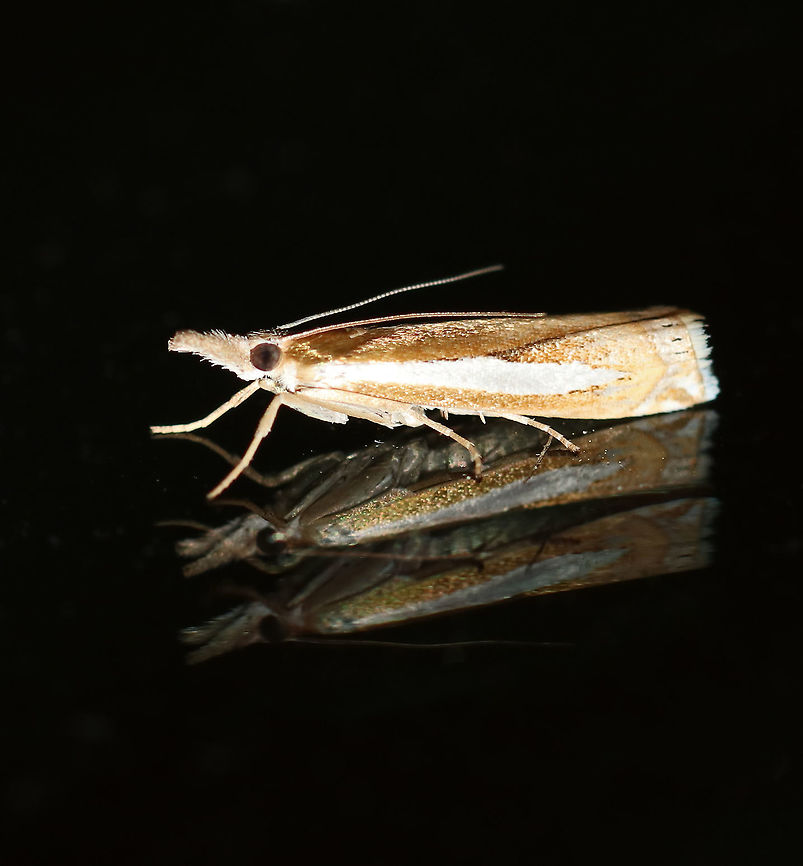 Common Grass Veneer - Crambus praefectellus Total length: 15 mm. Shiny, brown forewing has a pointed, white streak.<br />
<br />
Habitat: Attracted to a 395 nm LED light at night in a rural area. Common Grass Veneer,Crambus praefectellus,Geotagged,Summer,United States,crambid,grass veneer,moth