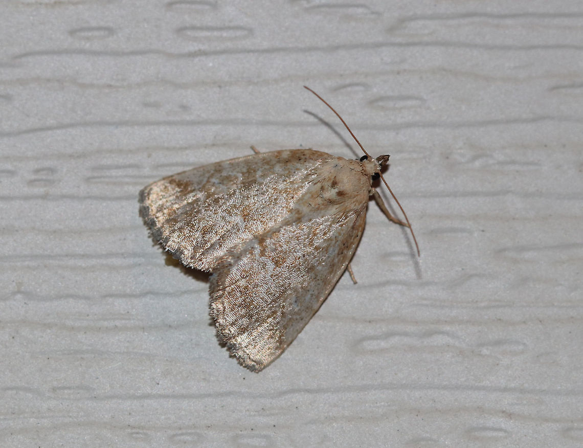 Pale Glyph - Protodeltote albidula <br />
Total length: ~12 mm. Pale forewings are lightly peppered with brown scales and tan lines. Indistinct orbicular and reniform spots are outlined white.<br />
<br />
Habitat: Attracted to a 395 nm LED light at night in a rural area. Geotagged,Pale Glyph,Protodeltote albidula,Summer,United States,moth