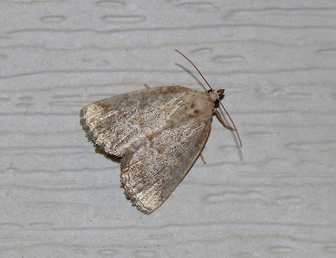 Pale Glyph - Protodeltote albidula 
Total length: ~12 mm. Pale forewings are lightly peppered with brown scales and tan lines. Indistinct orbicular and reniform spots are outlined white.

Habitat: Attracted to a 395 nm LED light at night in a rural area. Geotagged,Pale Glyph,Protodeltote albidula,Summer,United States,moth