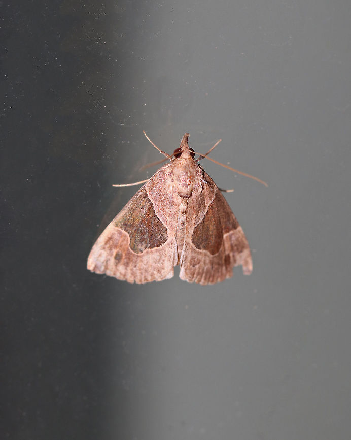Flowing-Line Snout - Hypena manalis Total length: 15 mm. Brown forewings with round-edged, dark patches that cover most of the median area. Black apical dash angles toward the dotted subterminal line.<br />
<br />
Habitat: Attracted to a 395 nm LED light in a rural area.  Flowing-line Hypena,Geotagged,Hypena manalis,Summer,United States,hypena,moth