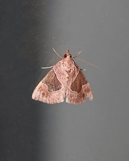 Flowing-Line Snout - Hypena manalis Total length: 15 mm. Brown forewings with round-edged, dark patches that cover most of the median area. Black apical dash angles toward the dotted subterminal line.

Habitat: Attracted to a 395 nm LED light in a rural area.  Flowing-line Hypena,Geotagged,Hypena manalis,Summer,United States,hypena,moth